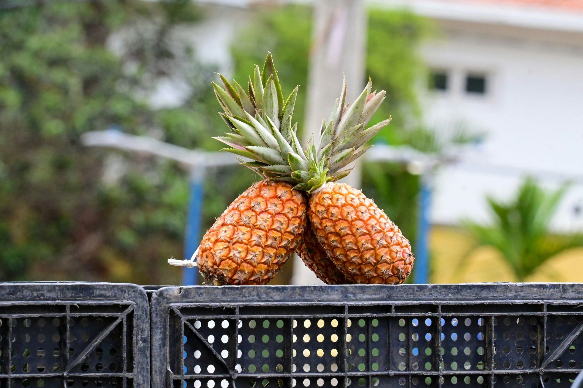 Bromelain helps with inflammed layrnx (Image via Unsplash/ Fernando Dantas)